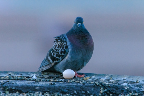 A pigeon hen stands at the edge of a roof early in the evening. She's looking toward the camera, and a glossy fresh pigeon egg lays at her feet. 