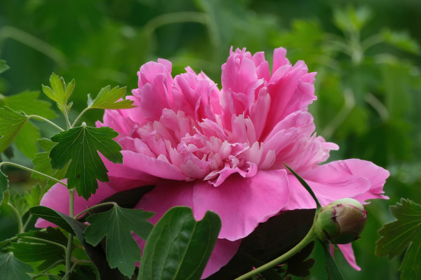 Closeup of pink peony flower. Blurry green plants in the background.