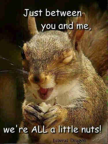Squirrel winks with text: Just between you and me, we're ALL a little nuts