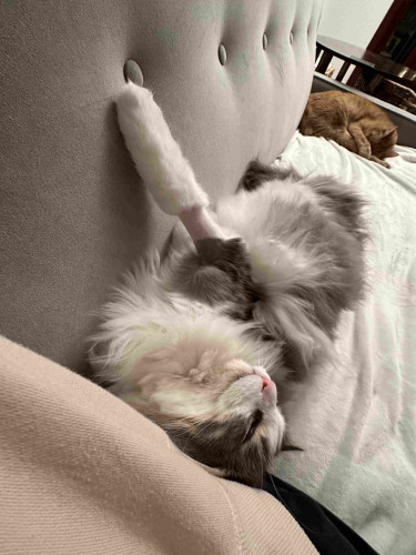 Thor, a fluffy grey and white half-Ragdoll cat, lounging upside down on a cream blanket on a grey sofa, with his front leg extended up in the air. His front leg is shaved, revealing his pink and grey-toned skin underneath. In the background, Loki the orange tabby is asleep curled up in the opposite corner of the sofa. 