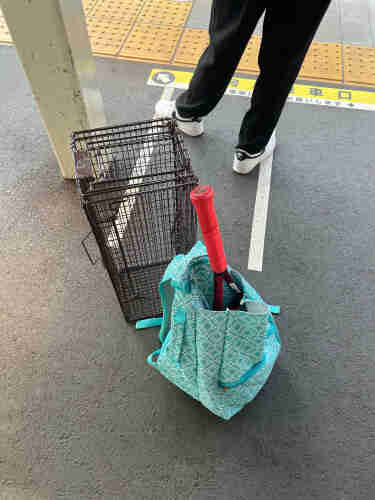 A photo of a bag with a tennis racket handle poking out the top on the ground in front of a wire cat trap for catching feral kitties. 