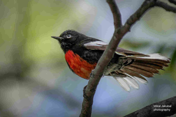A dark brown and black bird seen in profile from below, sitting on a branch. It has white streaks on its wings and tail and a bright red breast.