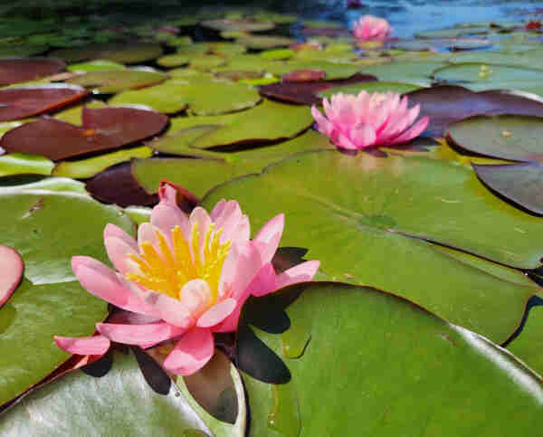 Pink lily pad flowers