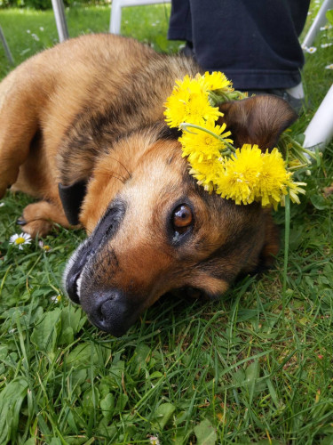 Small brown mutt laying on his side in the grass. A handwoven crown from yellow flowers is resting on his ear. One brown eye is looking at the camera. Some human legs and garden furniture are behind.