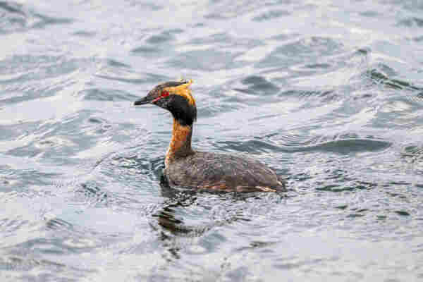 horned grebe on water with tiny waves, wind blowing from behind blowing its  light brown head feathers up.  Its mostly black with bright red eyes, light brown feather on each side of its head.