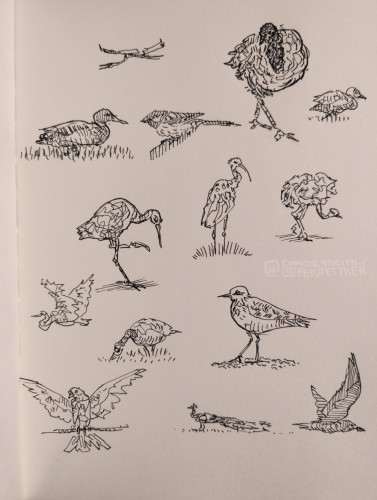 Black ink on paper

Various sketches of birds