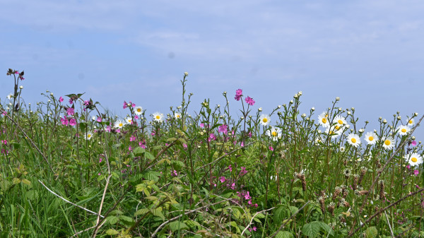 Pink and white wildflowers in the coastal path