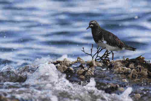 A bird walks on a boulder crusted with barnacles while a small wave splashes it.
