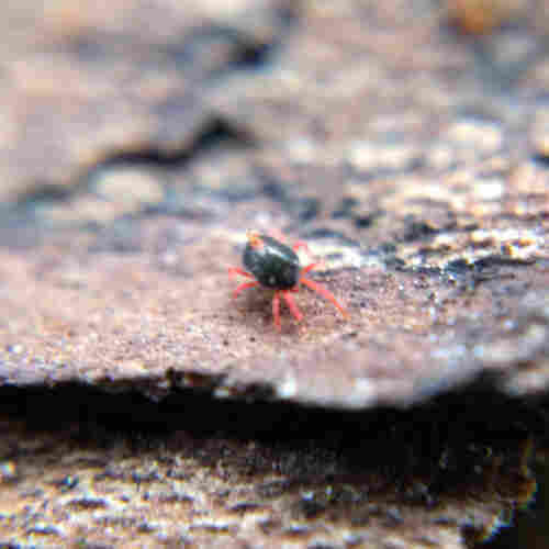 A winter grain mite (family Penthaleidae), a shiny dark blue mite with bright red legs and mouthparts and two small blank white eyespots (I don't know if it can see much), crawling over a piece of bark. It is excreting a drop of something from its dorsal anus, a pore on its back.