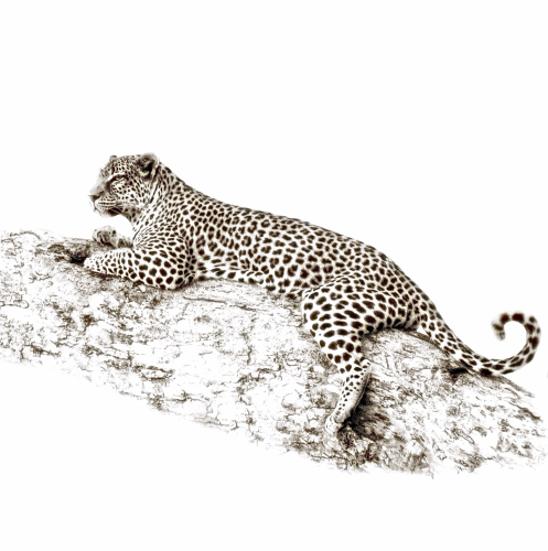 This is a minimalistic photo edit in sepia tone of a beautiful leopard straddled on a tree branch up in a tree. The photo highlights the leopard and its spotted coat. As photographed in the Okavango Delta, Botswana 