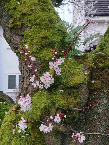 Photo of a cherry tree with blossoms on the branches in the background but in the foreground, blossoms growing straight out of the trunk, with a fern growing there as well