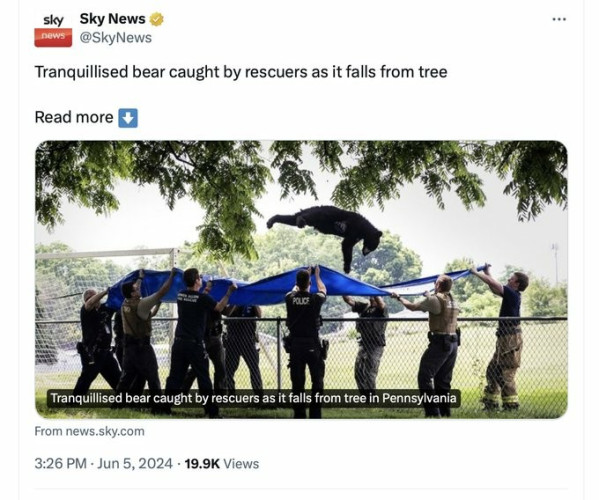 Post from sky news. Reads: tranquilized bear caught by rescuers as it falls from tree.

Shows an adult bear falling out of a tree, to a large blue tarp being held by multiple officers. It kind of looks like a bear trampoline 