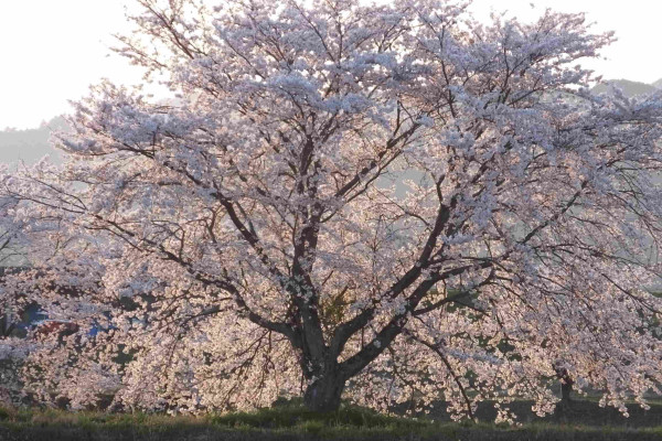 Giant cherry blossom tree.