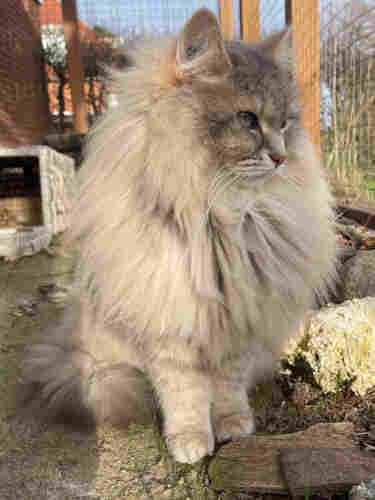 Grey Siberian cat sitting on the ground next to the catio net. He is staring out into the garden. His fur is very fluffy and his mane is still large. His long white whiskers are very prominent