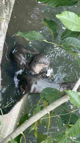 Two otters in the water. One is holding a half-eaten silvery fish, while the other is speeding away from the first one. View is partially blocked by foliage.