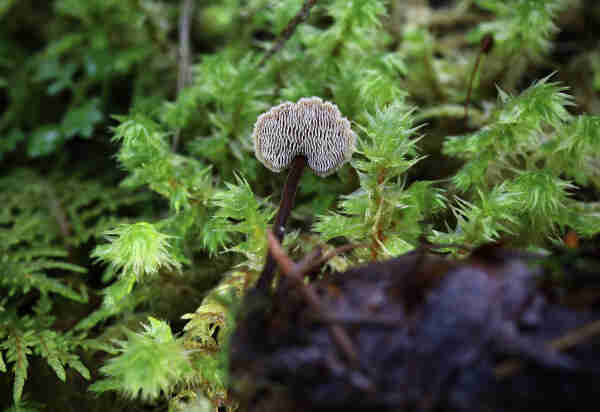 A close-up photo of a tiny mushroom that is growing out of a douglas fir cone. The cone, in the foreground, is blurry. The focus is on the underside of the mushroom. It's a toothed mushroom so instead of gills it has an array of white tooth-like structures hanging downward. The stem isn't in the middle of the mushroom umbrella like most commonly seen mushrooms but positioned on the side, kinda like a street lamp post of the kind that curve downward.... The background is moss. You realize how small the mushroom is because it's the same size as one stem of moss. 