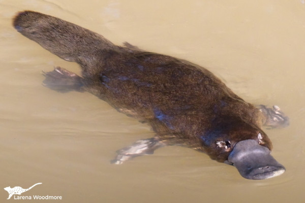 Photo of a platypus floating on the surface of beige muddy water. The mud was stirred up by the platypus foraging for worms.

Its fur is brown all over and its beak is grey. The front webbed feet have white mottling. The claws on its right back foot are visibl, with no sign of a spur so this is probable a female. The pouches that close over its tiny eyes when swimming are white inside and give the impression of eyelashes.