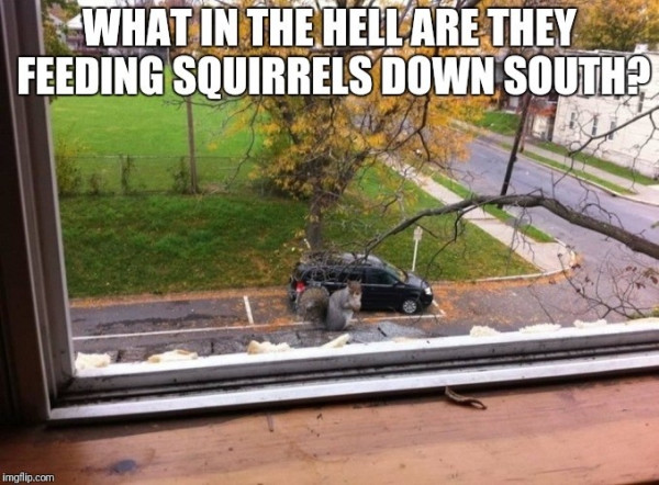 Picture a grey squirrel standing on a window sill in front of a car, due to  the perspective the squirrel is the same height as the car. 
The caption reads “What in the hell are they they feeding squirrels down south ?”