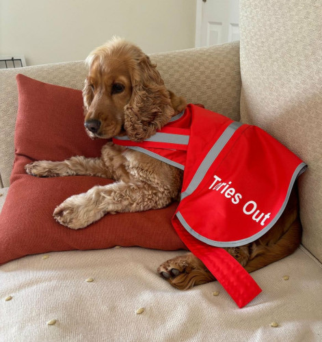 A photo of a brown fluffy dog wearing a red bib saying "Tories Out"