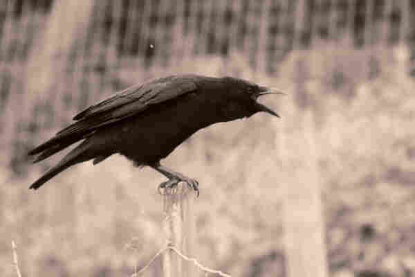 Photo of Raven with mouth open perched on fence post, its talons bigger than the head of the post. Photo is black and white with sepia style wash. Background is blurred fencing and grass.