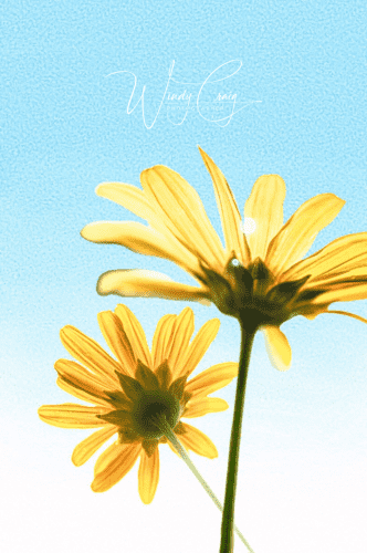Vivid yellow daisy-like flowers bathed in sunlight, gracefully unfurl their delicate petals. Set against a soothing watercolor canvas of vibrant blue, a harmonious display of nature's beauty unfolds, capturing the essence of a sun-kissed moment.