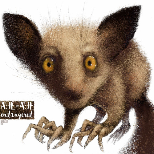The foreshortened Aye-Aye is looking out at us with a startled expression. The strange feet looks like spiders. The animal has large bat ears and yellowy orange eyes, giving it a 'gremlin-like' appearance.