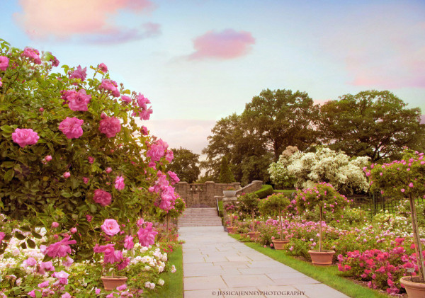 The Peggy Rockefeller Rose Garden is among the most popular destinations at the Garden from May to October, when more than 650 varieties of roses are in peak bloom. The roses planted here include heirloom varieties selected for their intoxicating perfumes