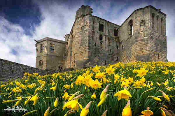 A host of golden daffodils below the ruins of medieval Warkworth Castle in Northumberland, North East England.