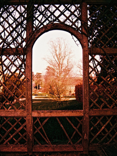 Portrait format colour photo of a window in a trellis framing a bare winter tree. The window is rounded at the top. The colour is slightly weird, reddish.