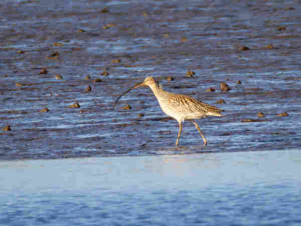 Large sandpiper with ridiculously long, curved beak, on a mud flat