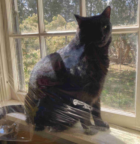 A large black cat who somehow managed to get behind the insulating plastic for a window.