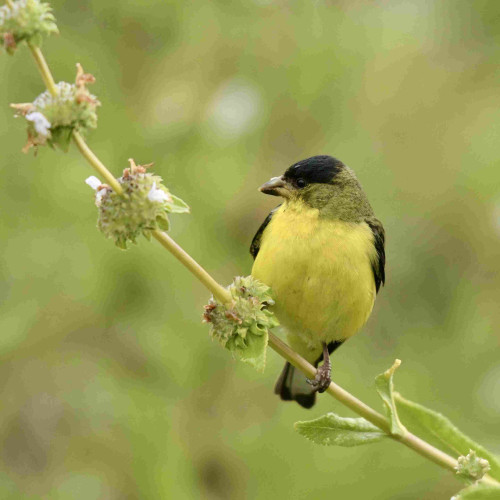 An American goldfinch perched on a black sage stalk with green leaves and budding flowers.