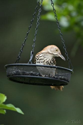 A medium-sized bird in a platform feeder, with its head turned to the side.