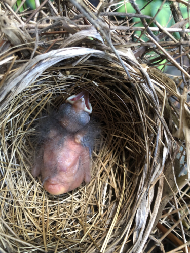 New born baby bird pink skin with sparse downy gray feathers.  Head 2/3 size of body. Yellowish mouth parts, eyes are just closed gray bulges. In circular pine needle nest. 