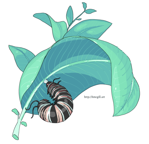 Digital art of a caterpillar attaching itself to the stem of a milkweed plant. The style of the illustration features crisp uniform outlines, some colored and some black, as well as stylized cel shading. The point of view is from underneath the milkweed plant, up at the caterpillar under the nearest leaf. The caterpillar is curling around itself, dangling from a bit of 'glue' it used to hang itself upside down. The caterpillar is banded with stark peach, black, and white stripes. The milkweed plant towers into the sky.