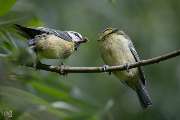 an adult bird feeding grubs to its offspring