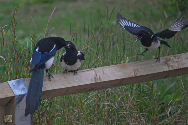 Two young Magpies and an adult eating mealworm