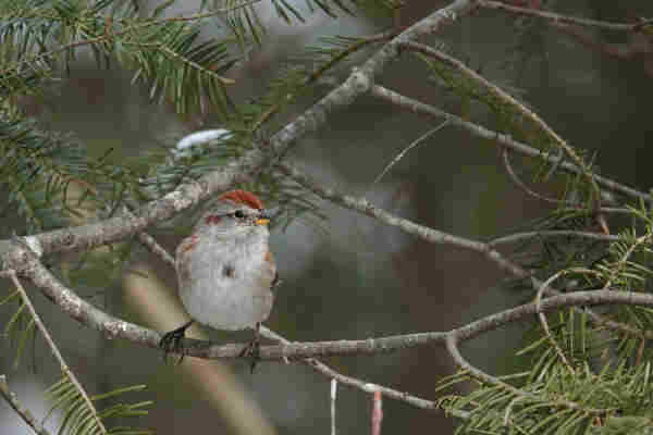 An American tree sparrow sits on a thin branch of a coniferous tree.
Dark coniferous forest in the background.