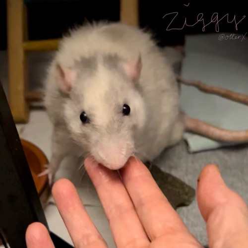 Square closeup of Ziggy the white Rex rattie with silver markings. He’s sniffing my hand that had held the snack he just ate. He has dark eyes, pink ears and tail. A handsome little devil.
June 2022.