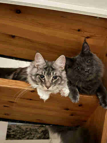 Two cats lying on a wooden staircase, one with grey and white fur and the other solid grey, both looking at the camera.