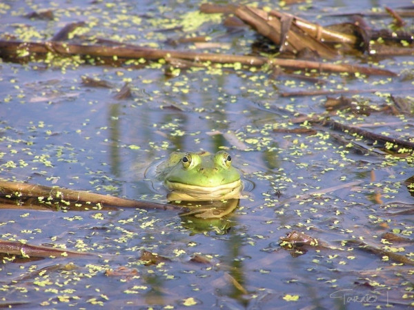 A green frog in the pond, looking this way and smug. There are brown drowned reeds and confetti of yellow-green leaves  (petals?) that match the color of the frog on the blue water’s surface all around, making the photo look festive.