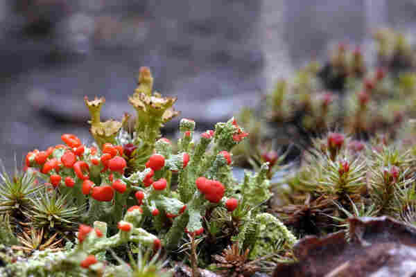 British Soldier lichen (Cladonia cristatella) with red fruiting bodies (apothecia) and a light brown Smooth Horn lichen (Cladonia gracilis) in the background. The lichens are surrounded by green red Haircap moss.