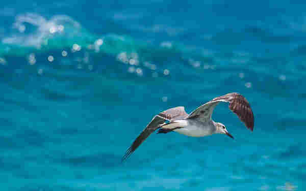 A Laughing Gull soars low over the turquoise Caribbean Sea, fishing. 