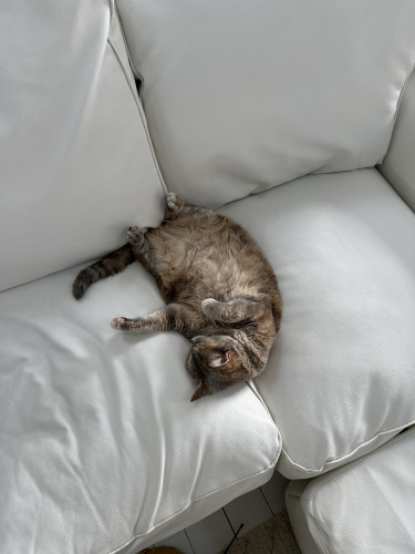 A blue and cream tortie cat sleeping on her back on on a white sofa with a very fluffy tummy 