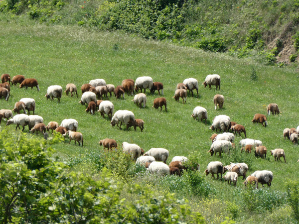 A photo of a sunny hillside meadow full of sheep grazing - white ewes and brown lambs.