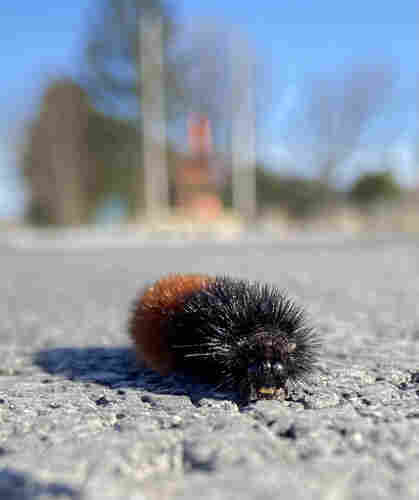 An isabella tiger moth caterpillar, all black fuzzy spikes in the front and orange-red fuzzy spikes in the back. It's walking toward us and its eyes are reflecting the sun and they look a little googly. 