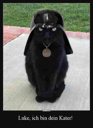 Foto mit einem schwarzen Kater, der einen Darth-Vader-Helm trägt. Darunter steht: "Luke, ich bin dein Kater."