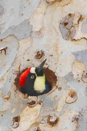 A clown-like bird peers out of a hole in a tree, looking inquisitively up at the sky.