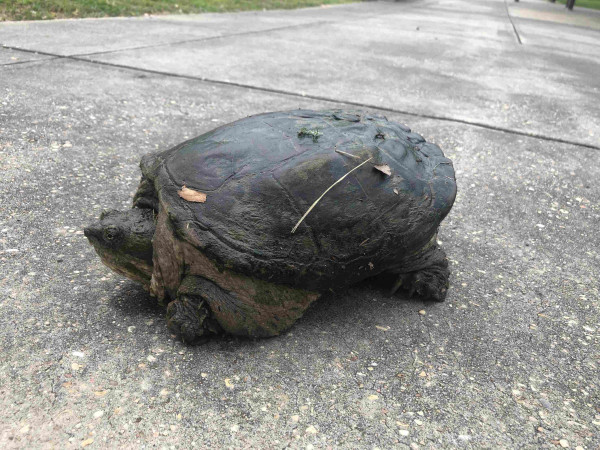 Photo of a large lump of a snapping turtle, shell speckled with wet pond debris. Its head is half withdrawn, clearly wary of the photographer.