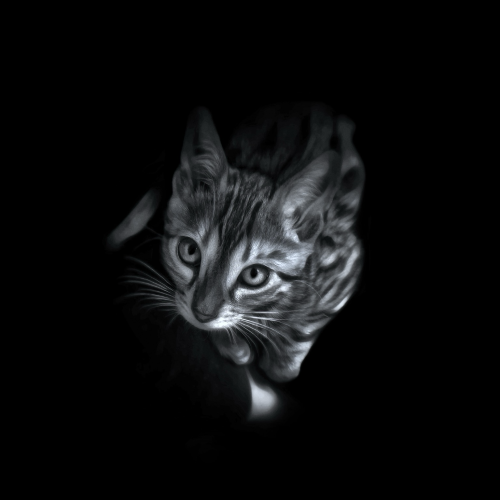 A black and white art photo of my bengal cat Neko when he was just 13 weeks old. He is resting on my legs looking up at me. The photo is almost completely black with the exception of the cat and parts of my leg which highlights the kitten’s beautiful face and eyes